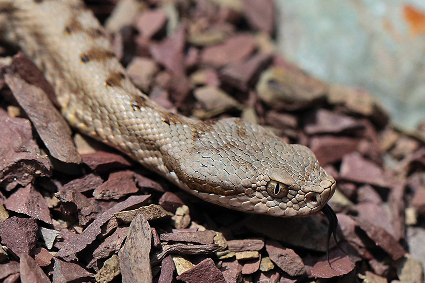 Vipera aspis